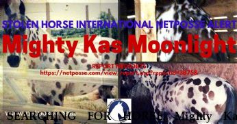SEARCHING FOR HORSE Mighty Kas Moonlight, REWARD  Near Center hill , FL, 33514